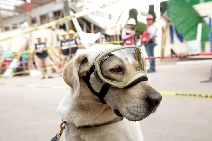 Mexico Earthquake rescue dog Frida