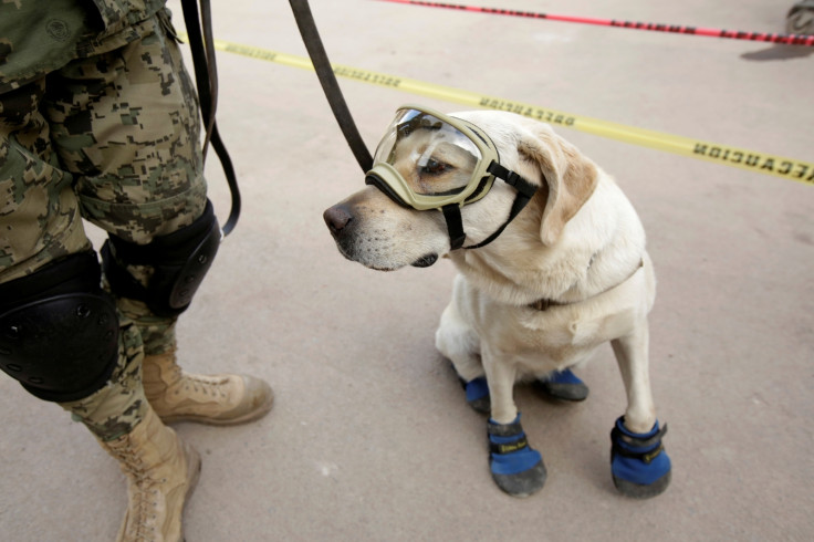 Mexico Earthquake rescue dog Frida