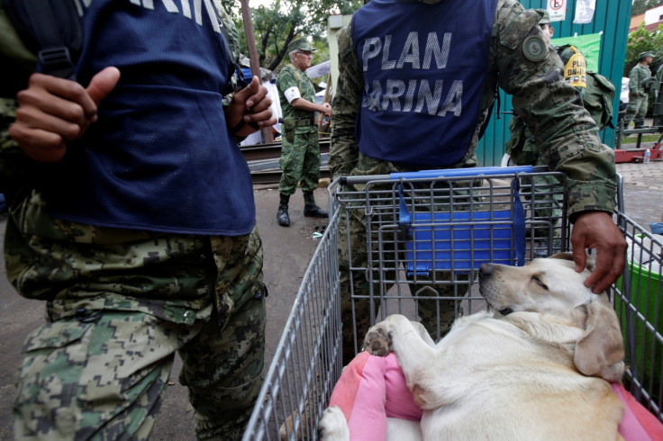 Mexico earthquake rescue dog Frida