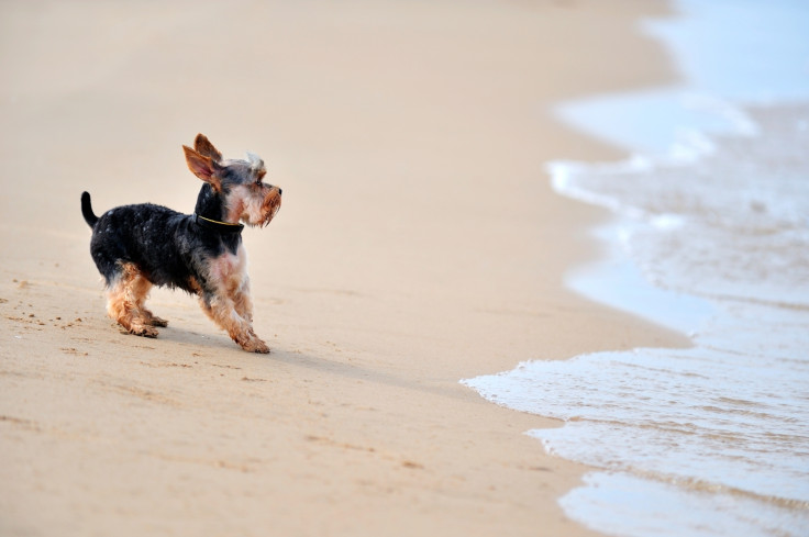 An old dog and the sea