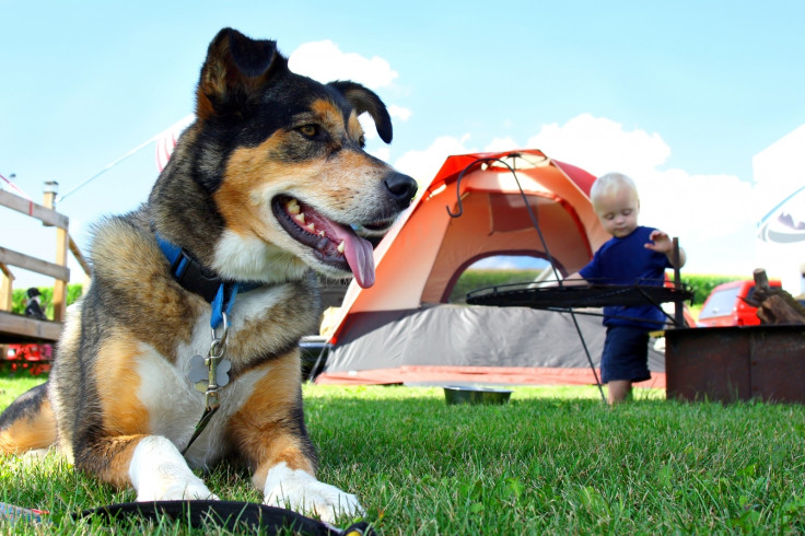 Camping dogs