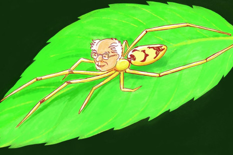Bernie Sanders spider