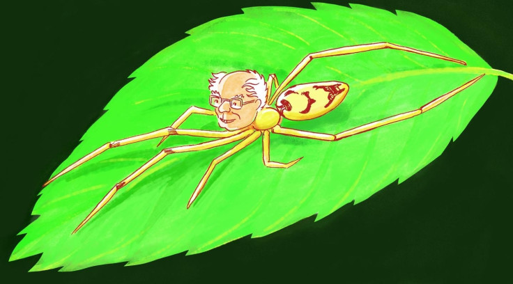 Bernie Sanders spider