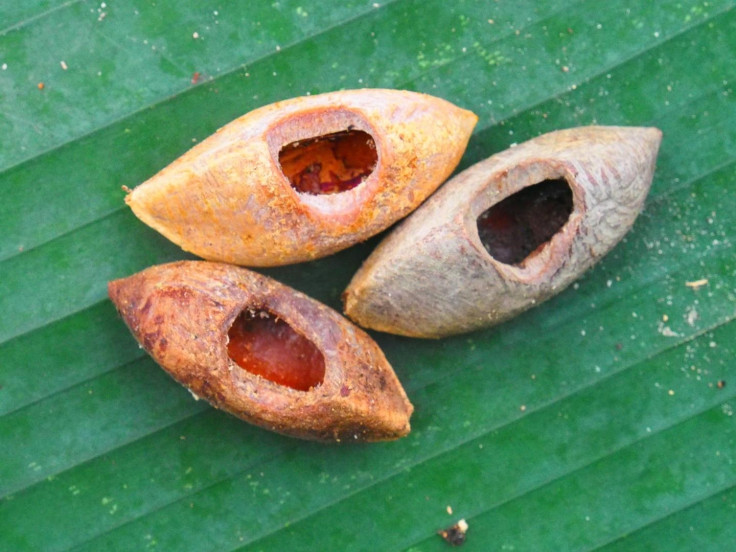 Solomon Island nuts