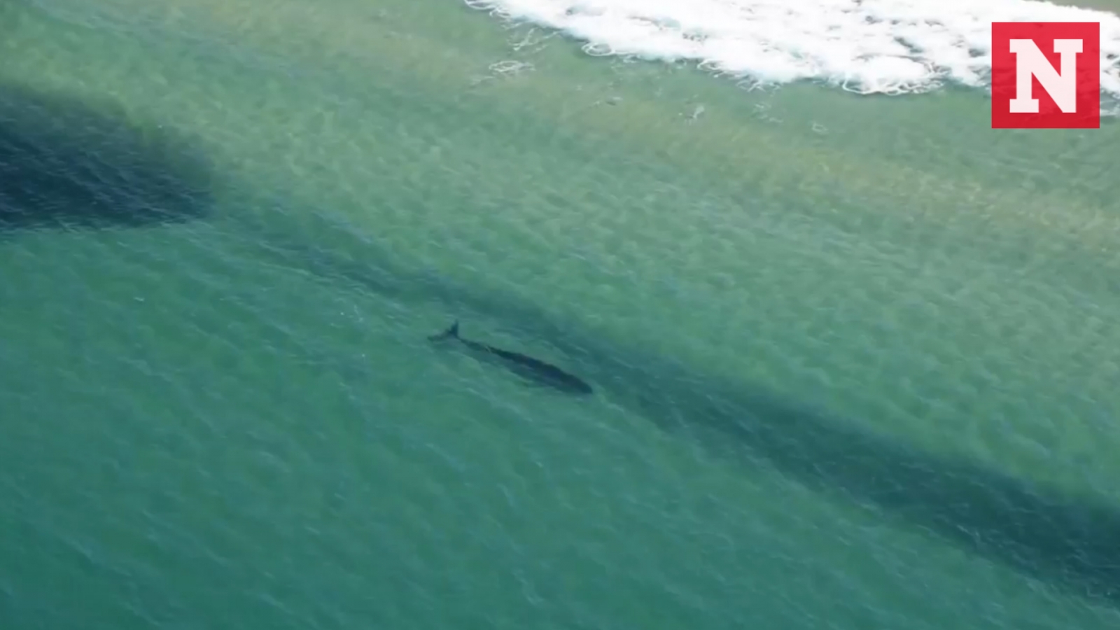 A Large Number Of Dangerous Sharks Spotted Hunting Unusually Close To A Large Number Of Dangerous Sharks Spotted Hunting Unusually Close To