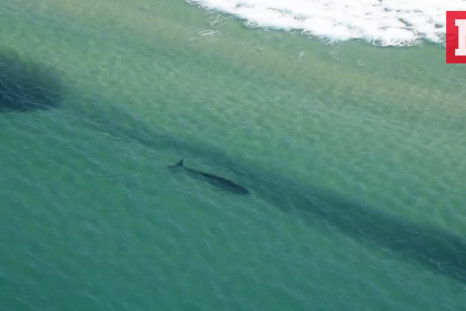 Sharks Spotted Hunting Unusually Close To Australian Beaches