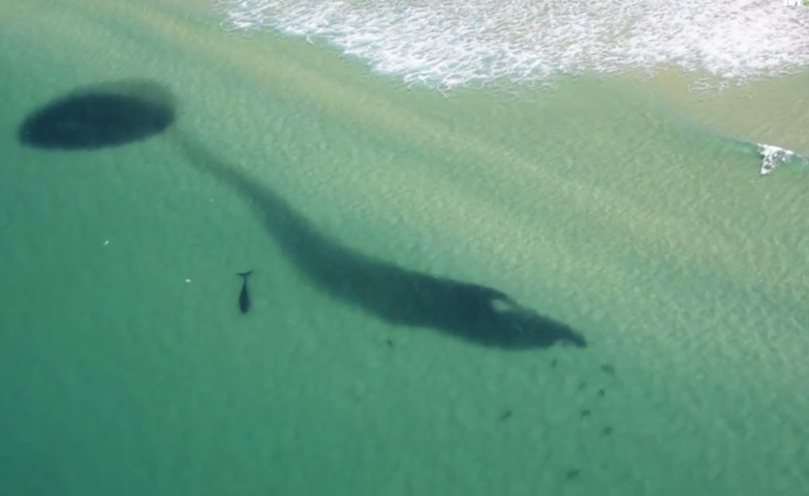 Australia shark shoreline