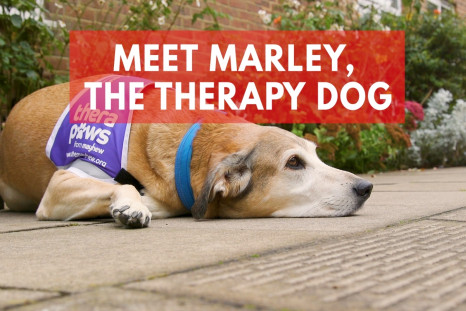 Marley therapy dog 
