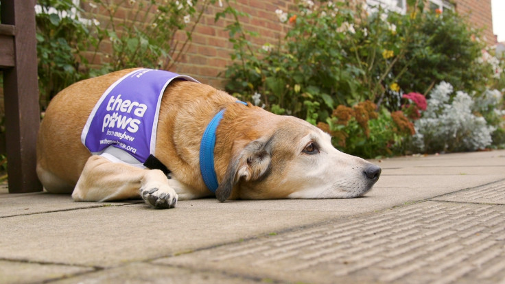 Marley therapy dog