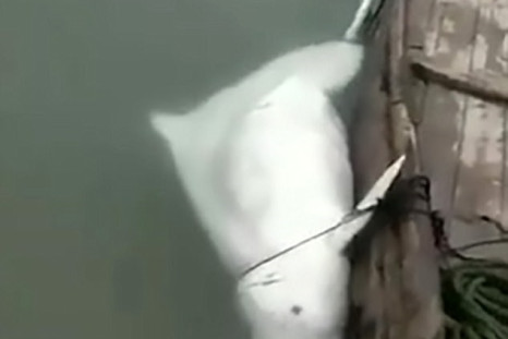 Rare white dolphin gutted in video