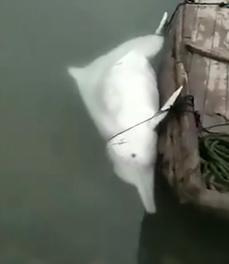 Rare white dolphin gutted in video