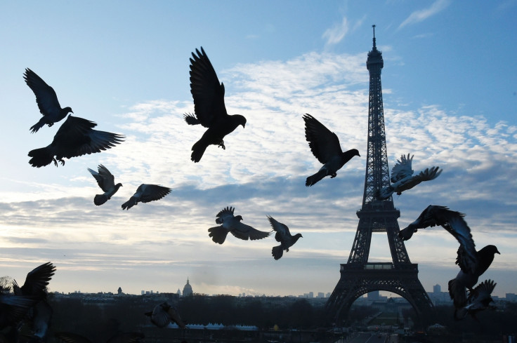 Pigeons fly in front of Eiffel Tower