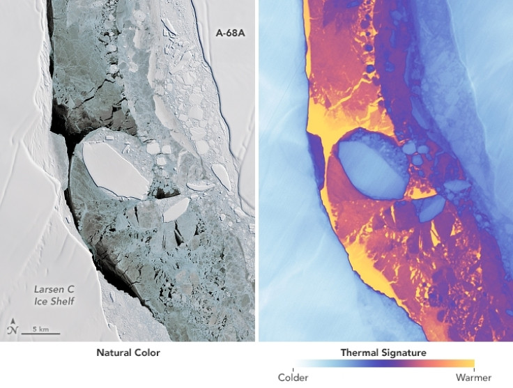 Larsen C