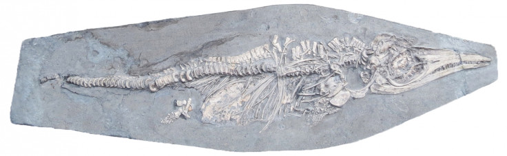 Ichthyosaur