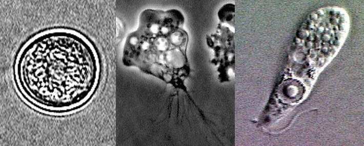 Naegleria fowleri
