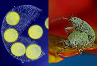 Nikon Small World 2017 Nikon Small World 2017