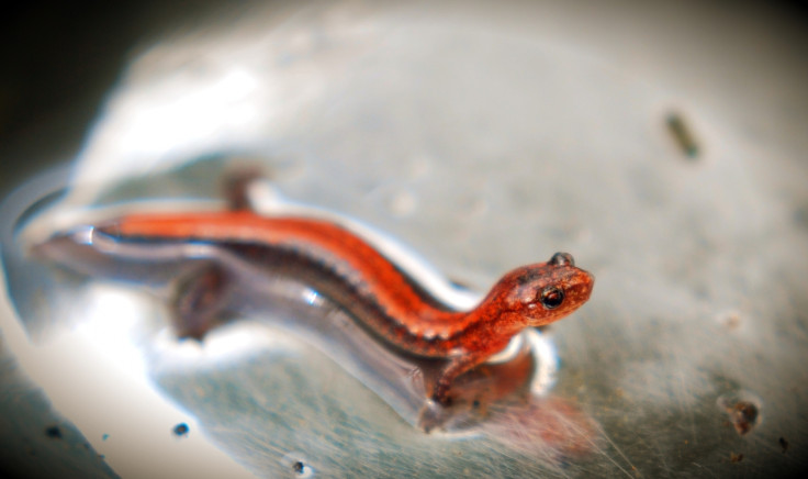 Salamander