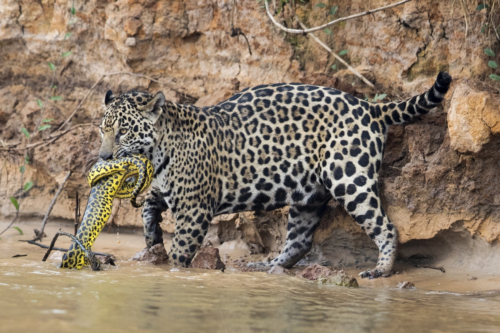 Wildlife photographer captures incredible battle between anaconda and