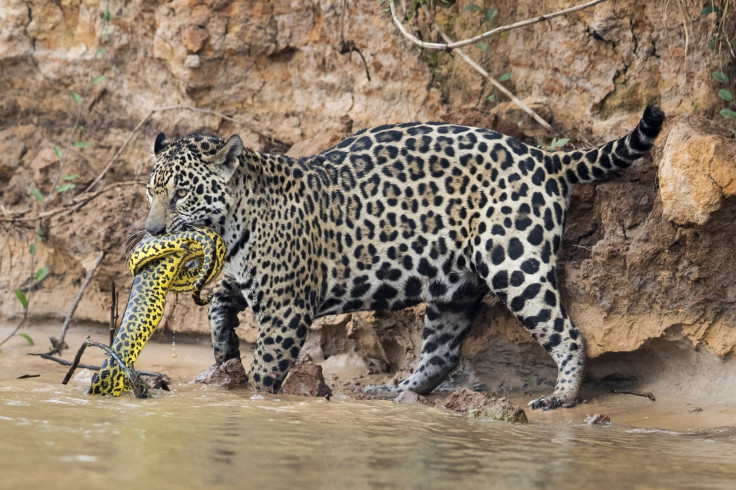 Jaguar anaconda