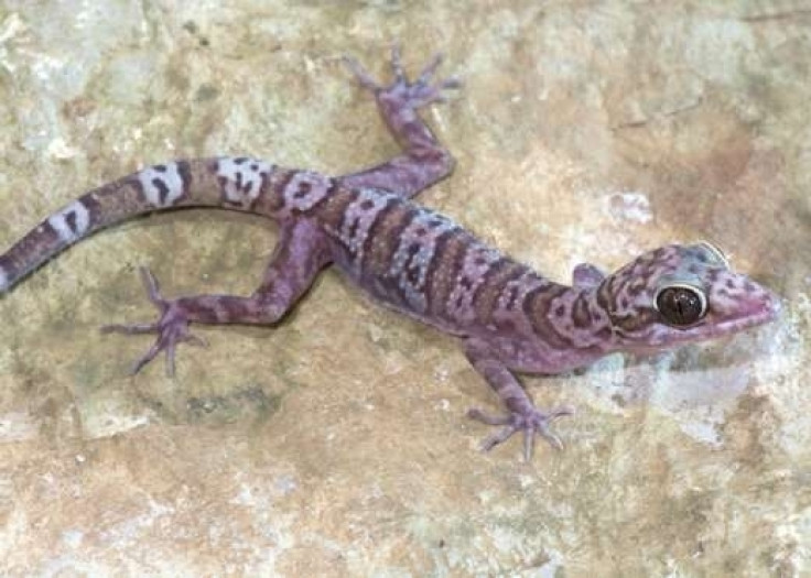 Cyrtodactylus sp.