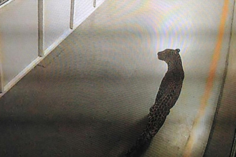 A leopard caught on CCTV camera at Maruti Suzuki's Manesar factory prowled the plant for 36 hours