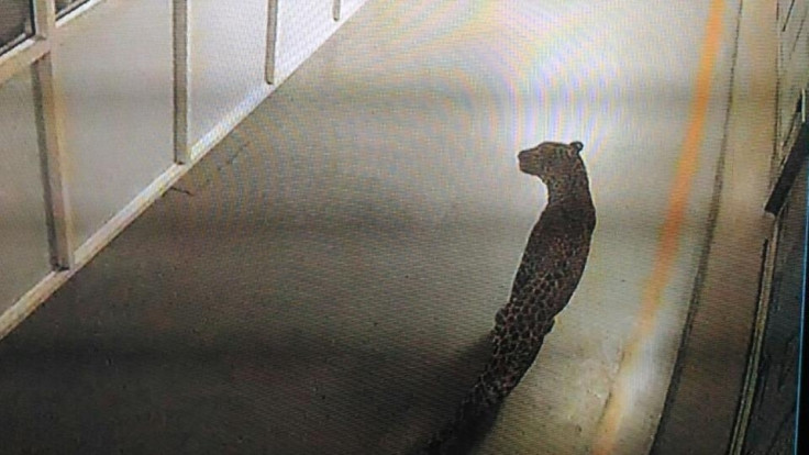 A leopard caught on CCTV camera at Maruti Suzuki's Manesar factory prowled the plant for 36 hours