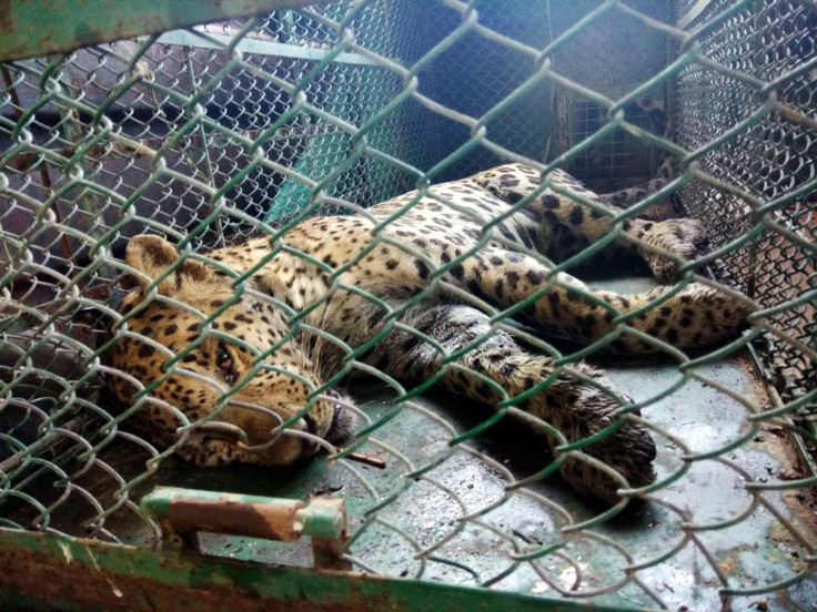 The captured leopard lies sedated inside a cage after being after being tracked down inside the Maruti Suzuki plant in Manesar town by police and wildlife rescuers