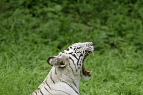 white tiger India