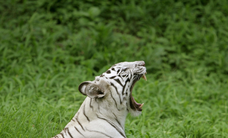 white tiger India