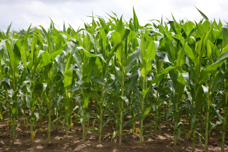 Field of corn