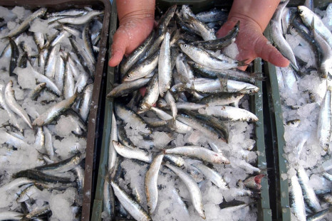 Where have the sardines gone?