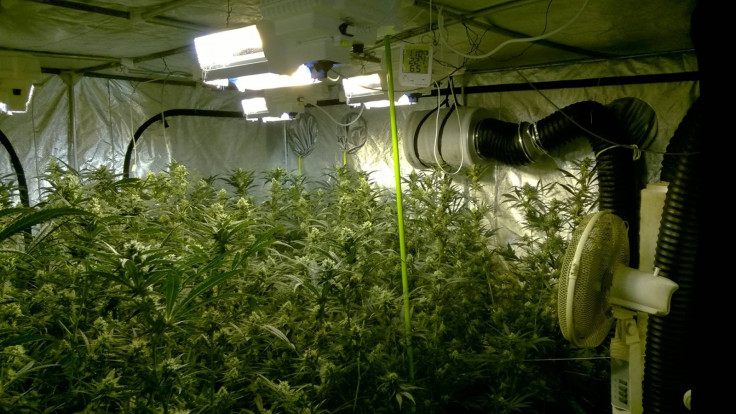 cannabis factory Wisbech