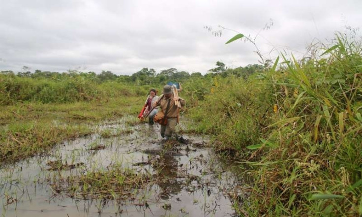 Amazon wild rice