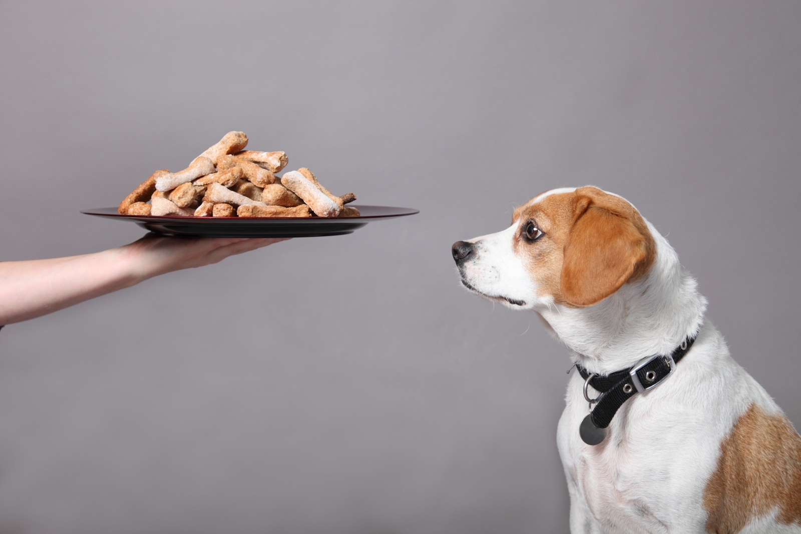 Pet Obesity Awareness Day: The Dangers Of Pet Obesity