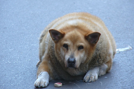Overweight dog