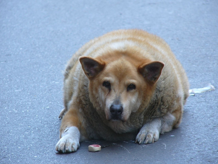 Overweight dog