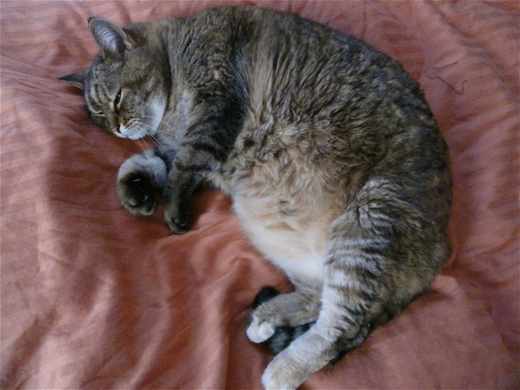 Obese cat