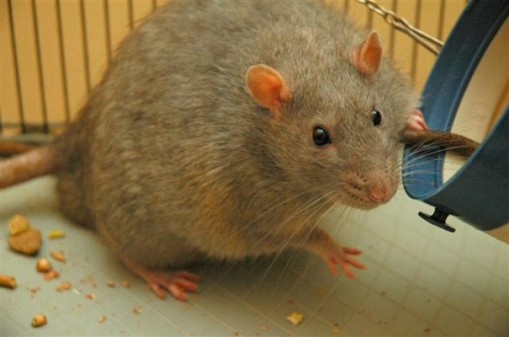 Obese rat