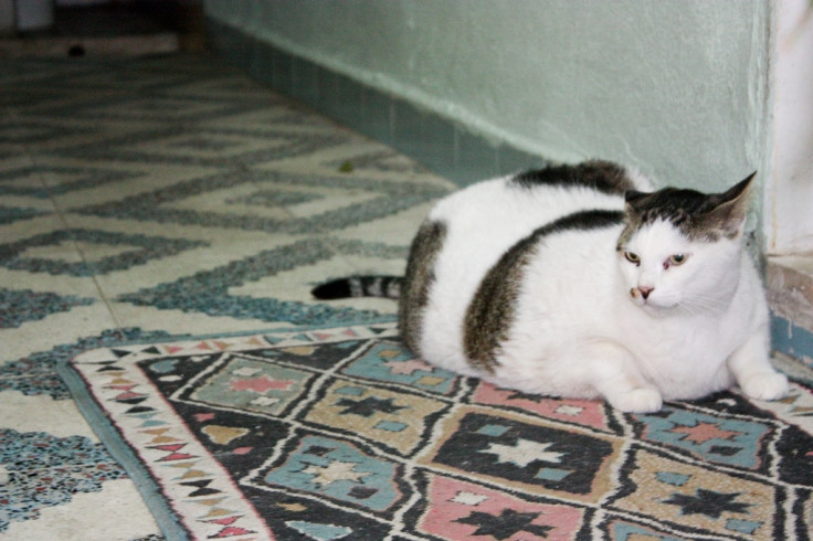 Obese cat