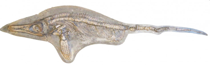 Protoichthyosaurus applebyi
