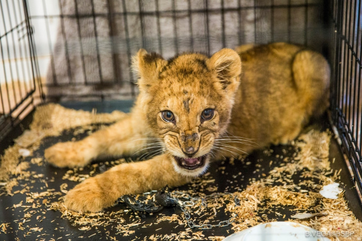 This abandoned lion cub was found in an empty Paris apartment