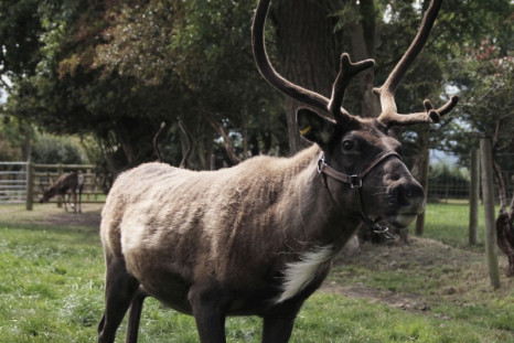 Reindeer at the Blithbury Reindeer Lodge are under threat from the proposed HS2 route