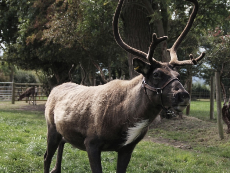 Reindeer at the Blithbury Reindeer Lodge are under threat from the proposed HS2 route