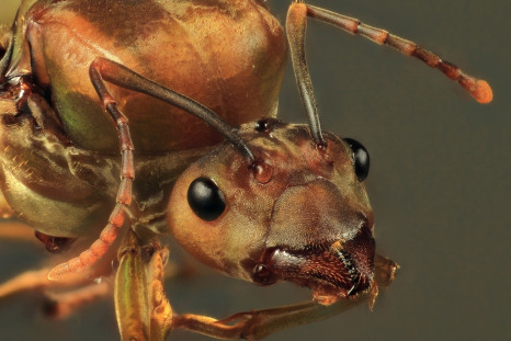 Weaver ant queen (Oecophylla smaragdina)