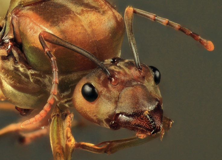 Weaver ant queen (Oecophylla smaragdina)