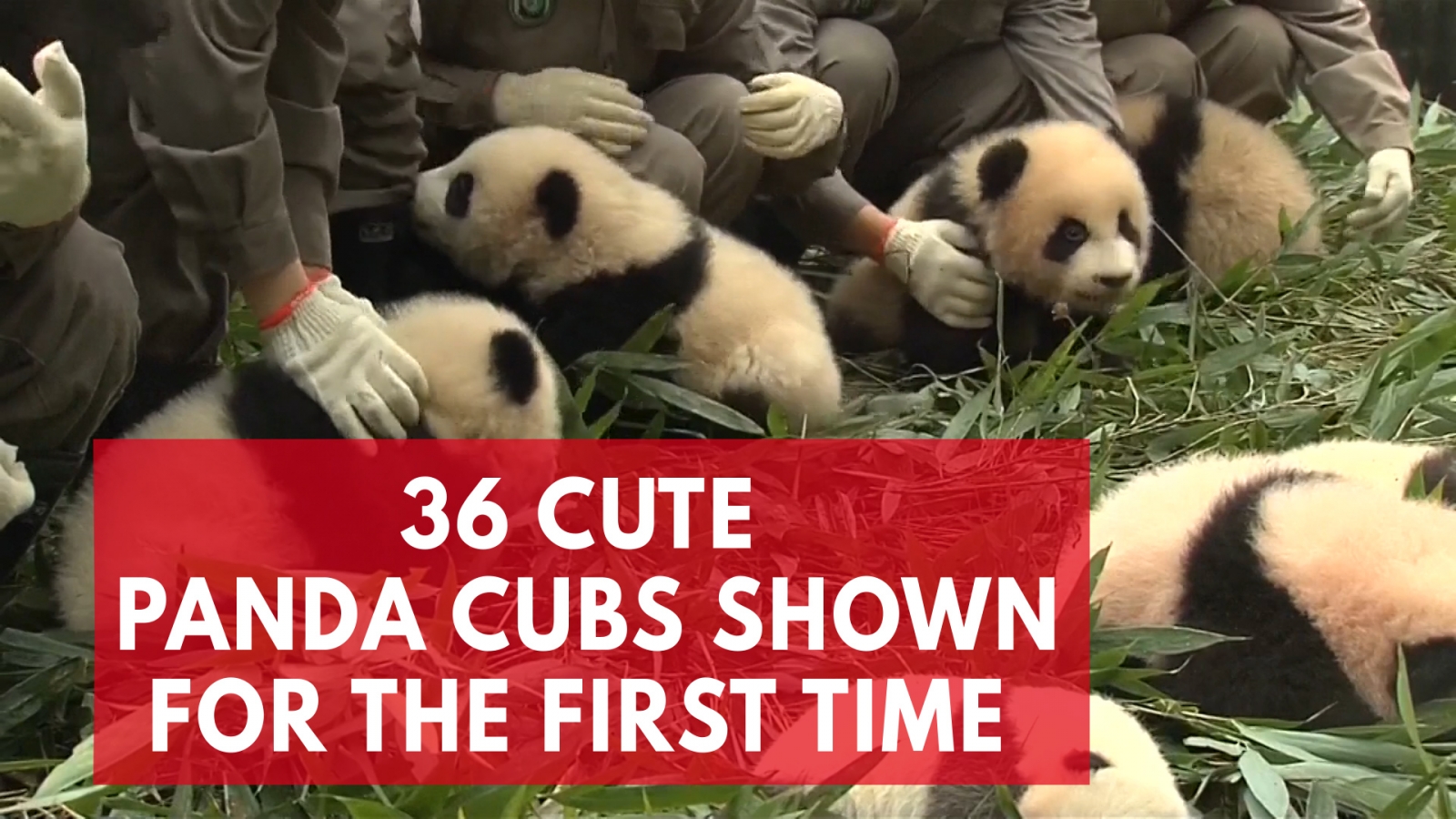 36 giant panda cubs fight for your attention in first public appearance