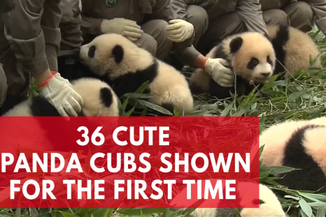 Cuteness Overload As 36 Giant Panda Cubs Make First Public Appearance