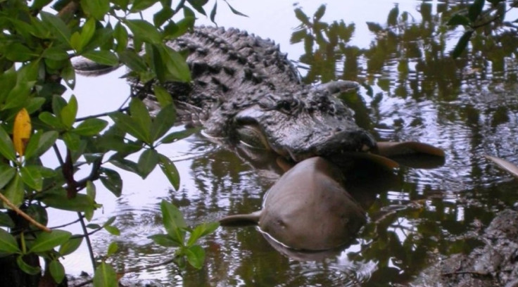 Alligator eating shark