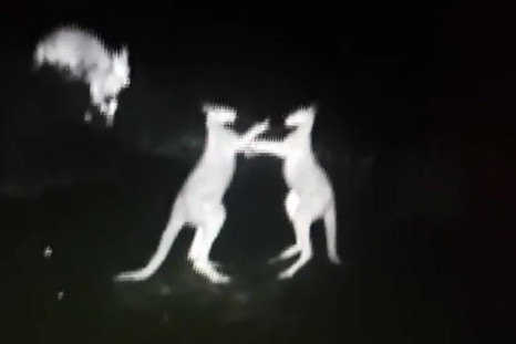 Kangaroo Fight Caught On Police Infrared Camera
