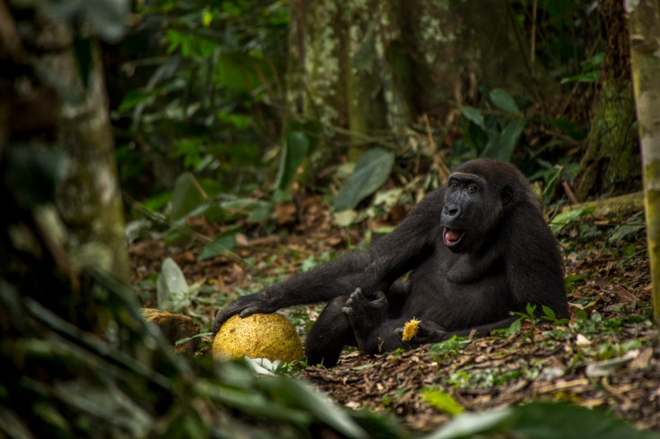 Wildlife Photographer of the Year 2017